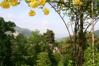 /album/i-fiori-di-casa-acquarella/a15a-img-8519-r-jpg/